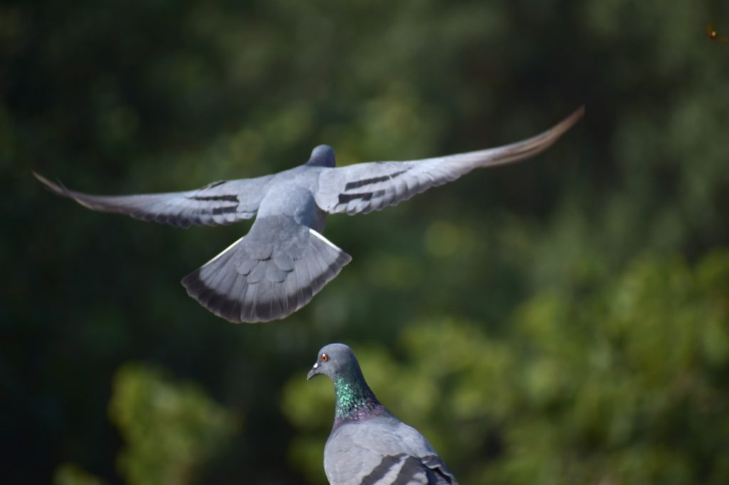ptaki do odstraszania gołębi